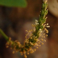 Plantago asiatica L.